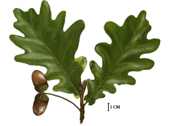 Rysunek przedstawia: