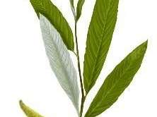 Rysunek przestawia drzewo kojarzące się z baziami – ludowym symbolem wiosny i Wielkanocy. Jest to: