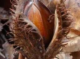 Wskaż co przedstawia zdjęcie: