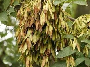 Owoce jakiego drzewa przedstawia zdjęcie?