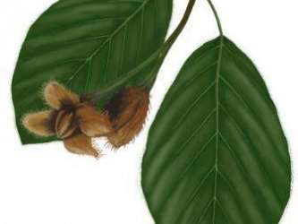 Rysunek przedstawia: