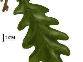 Rysunek przedstawia liść: