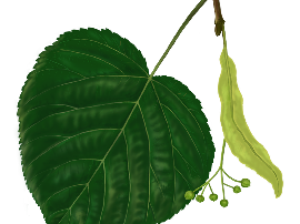 Rysunek przedstawia liść: