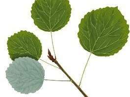 Rysunek przedstawia: