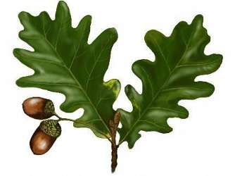 Rysunek przedstawia: