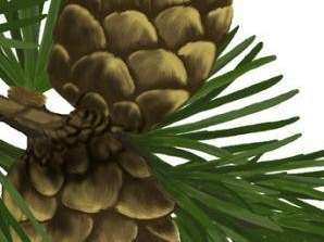 Jedyne drzewo iglaste zrzucające wszystkie igły na zimę, którego fragment widzimy na zdjęciu to: