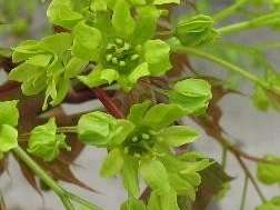 Przedstawione zdjęcie to: