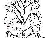 Rysunek przedstawia: