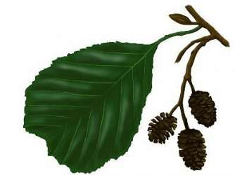 Co przedstawia rysunek?