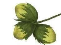 Na rysunki widoczny jest owoc: