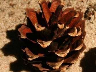 Wskaż co przedstawia zdjęcie.